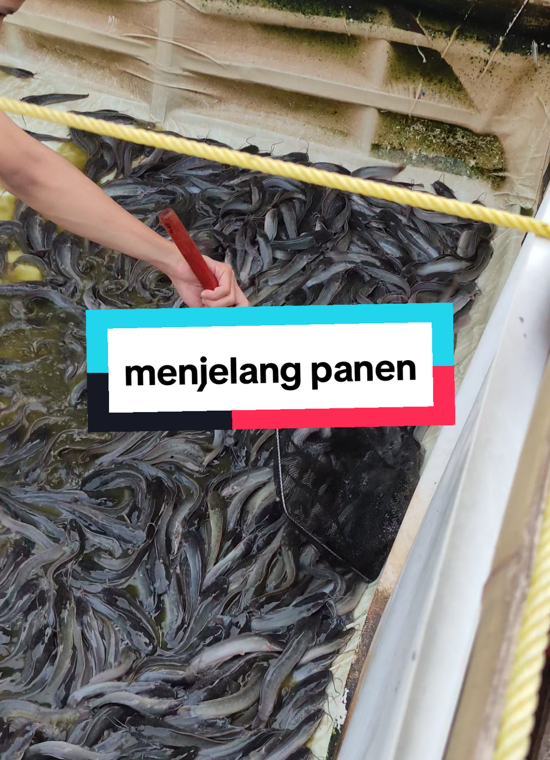 bismillah menuju panen pertama🙏🏻 #budidayalele #budidayalelepemula #budidayalelekolamterpal #genzfarm #peternakmuda 