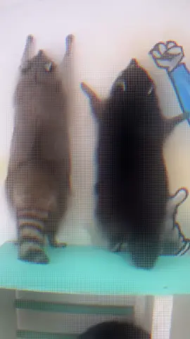 those voices say a lot of things #foryou #fyp #raccoon #raccoonsoftiktok #rave 