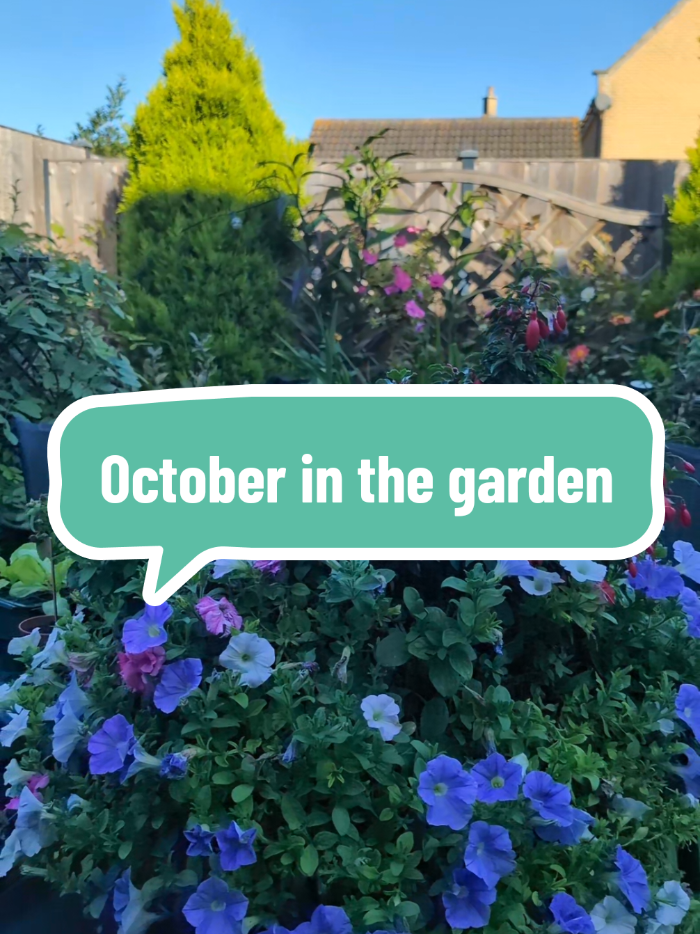 October blooms and food I'm growing in my small garden.  #garden #gardening 