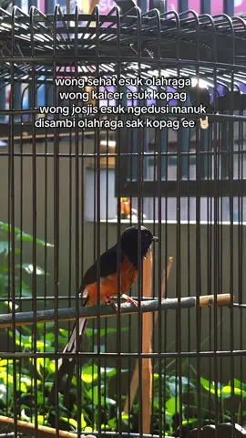 juosjis tenan #muraibatu #kicaumania #muraibatuindonesia #muraimania 