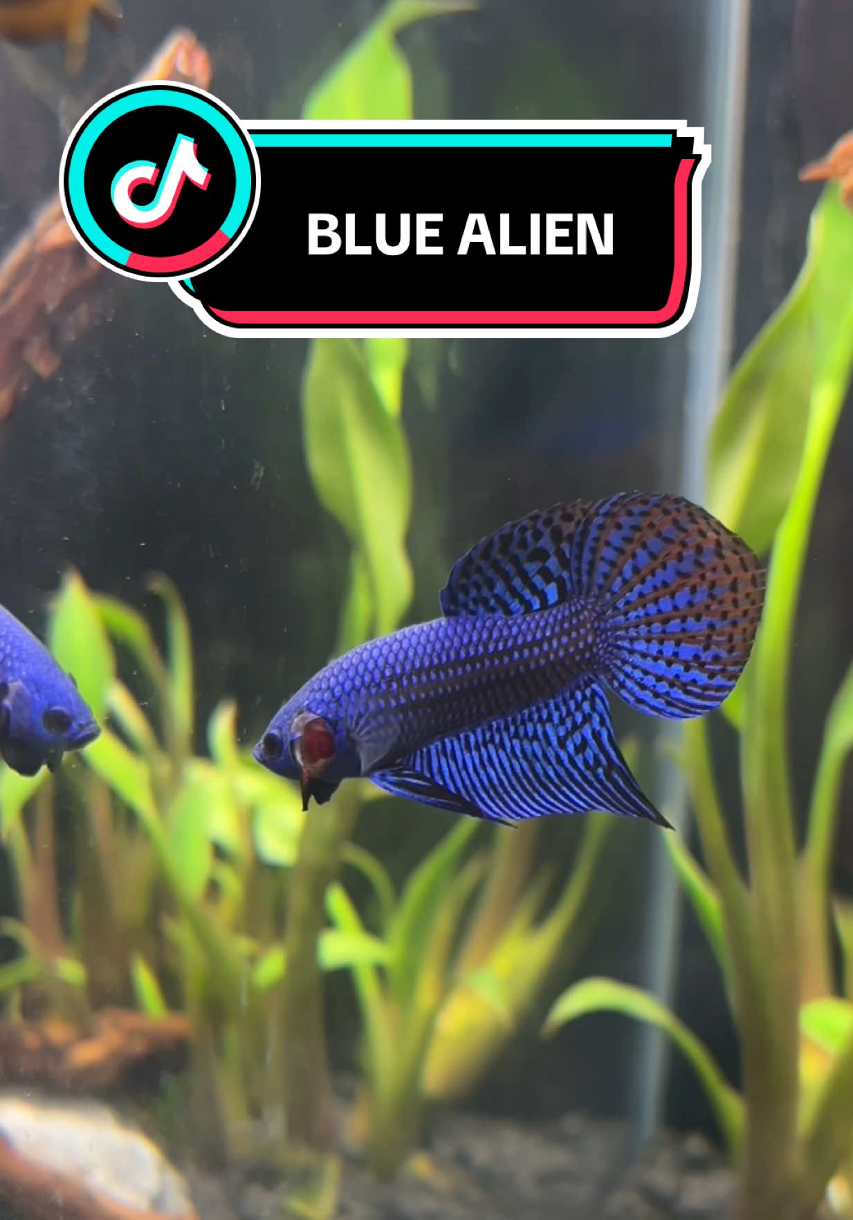 Some old footage of my Alien Betta Bluey 🔵 Beautiful colour. He was moved to an office tank a few months ago and enjoying his new home #betta #alienbetta #aquascaping #BettaFish #aquariumtips 