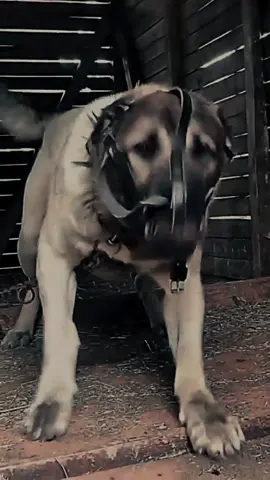 Kangal adalah ras anjing penjaga kawanan domba tradisional dari Turki, dinamai berdasarkan distrik Kangal di provinsi Sivas. Ras ini dikenal karena kekuatannya, ketahanannya terhadap lingkungan yang keras, serta kemampuan luar biasanya untuk melindungi kawanan dari predator seperti serigala. #kangal #anjingpenjaga #hewandidunia 