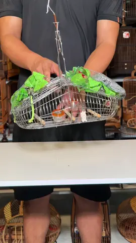 lồng bẫy khuyên, lồng bẫy hút mật, lồng bẫy ốc mít, lồng bẫy sâu đầu đỏ, lụm khuyên #longbaykhuyen #longbaychim 