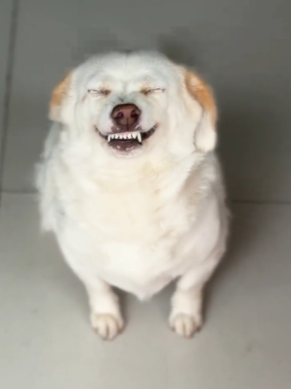 Nheo nheo mắt nữa chứ 😂 Mắt 2 mí rõ ha #petcute #khoanhkhacdangyeu #chó 