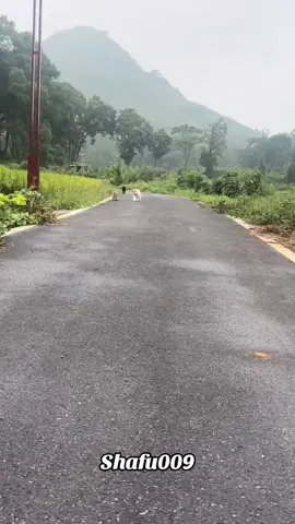 #粉丝一千万#cat#catsoftiktok#viral#fyp 