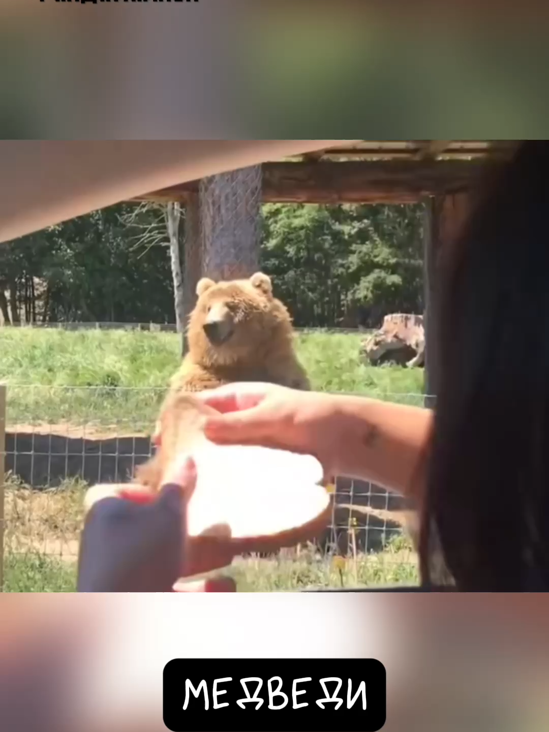 Медведь 🐻 Гурман Водолюб