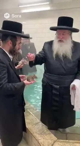 טובל ושרץ בידו