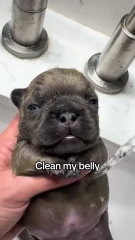 I believe in pibble supremacy #pibble #puppy #viral #trend #fyp 