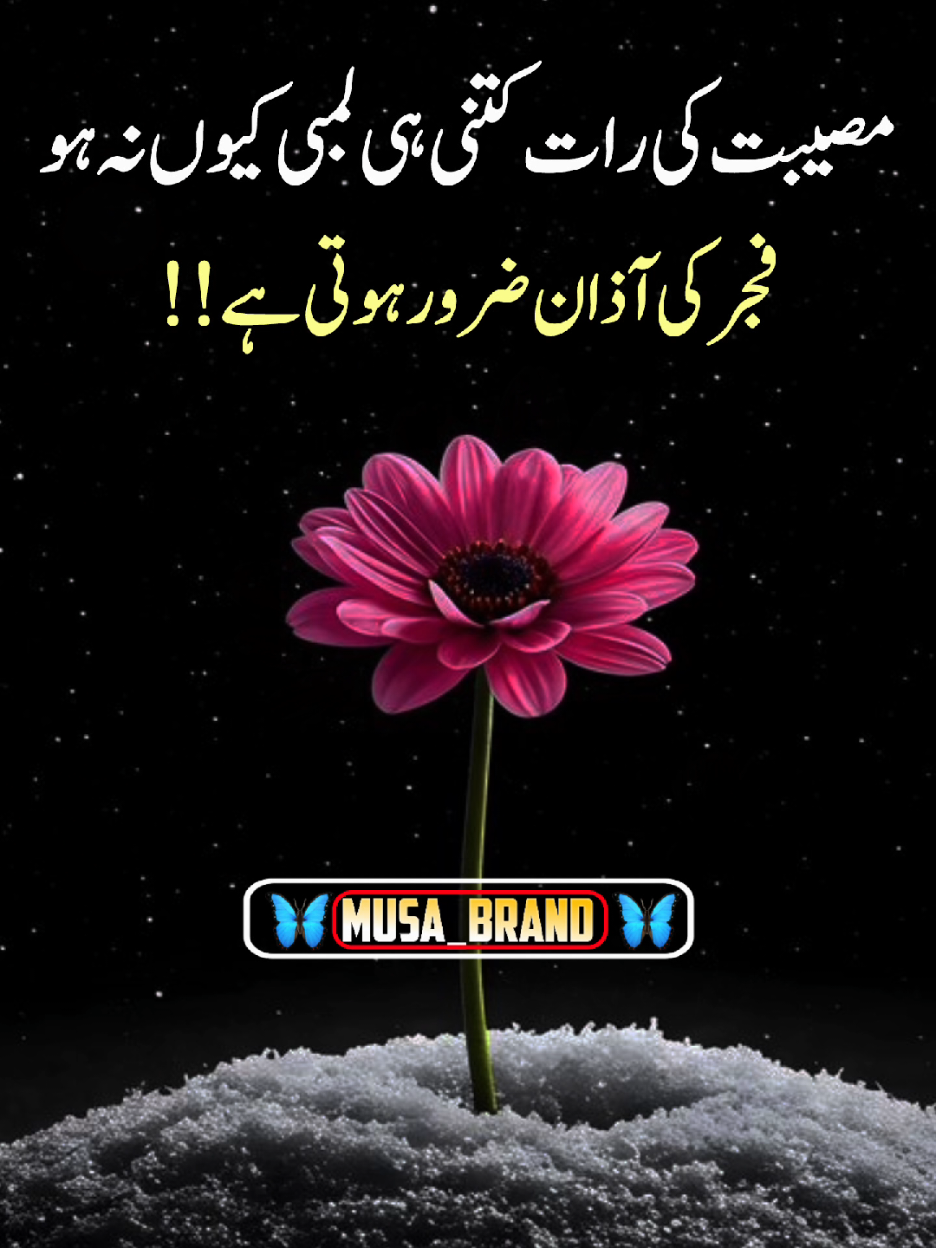 #foryoupage #musa_brand 