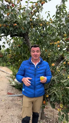 Cómo quitar la astringencia a los caquis para poderlos comer incluso verdes os contamos un truco.   #viral #parati #angelillescas #viverosviral #horticultura      