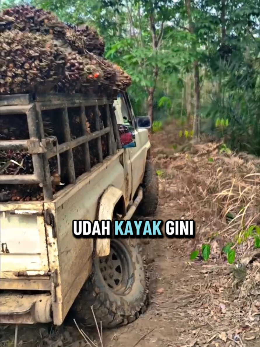 Nah kan...?! #sawitontiktok #fyppppppppppppppppppppppp #langsirsawit #petanisawit #sawitdharmasraya 