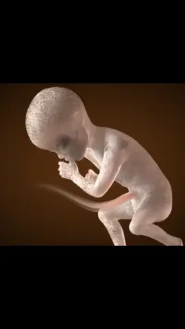 Comment la fécondation a lieu: la grande course à la vie