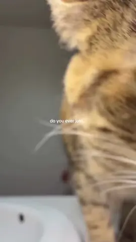 Cats need to pay the rent with their cuteness #funny #cat #cutecat #funnycat #tiktok #catsoftiktok #foryou 