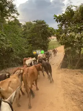 #parati #viralvideos #ganaderia🐂 #vaquero🤠 
