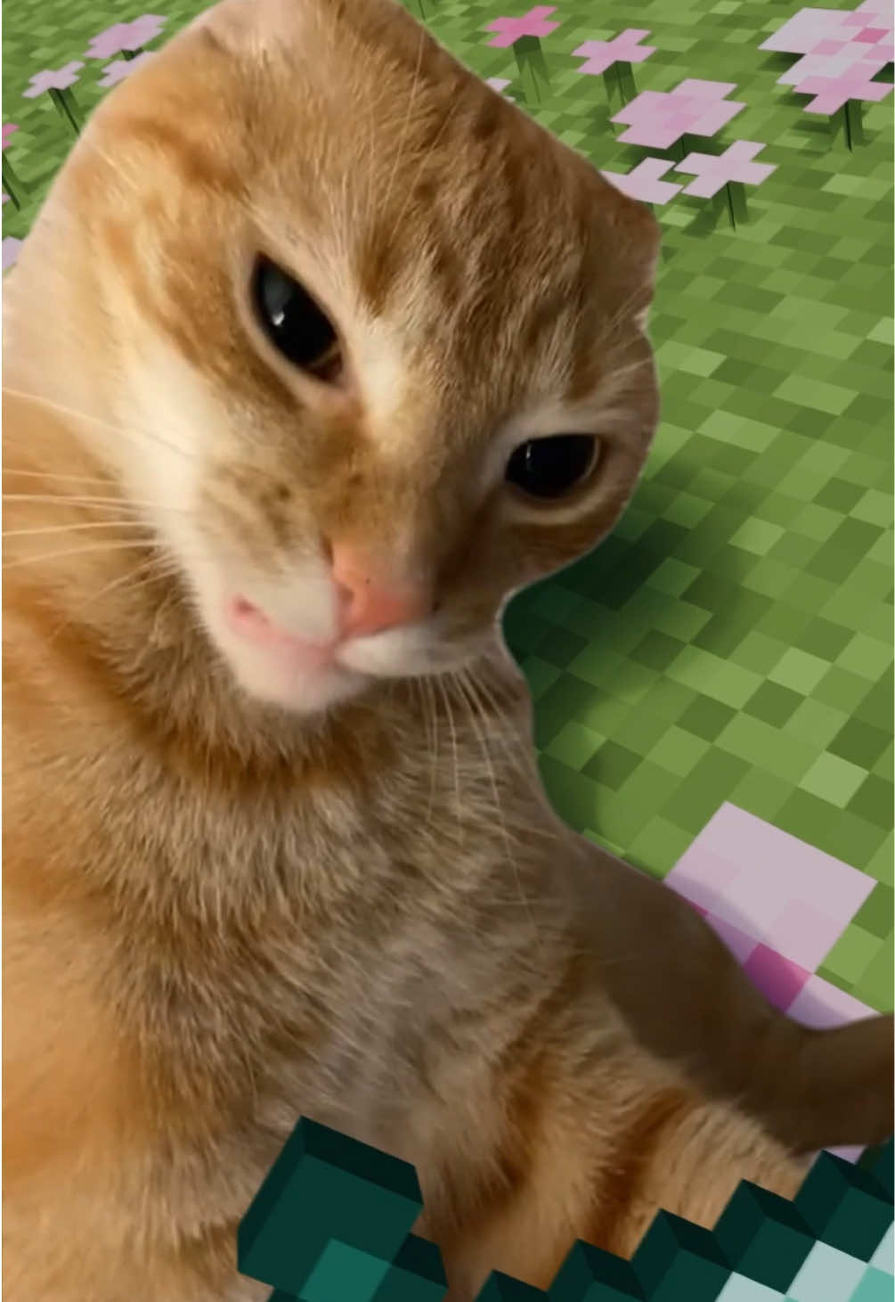 original: @Emily - edit: me #Minecraft #cat #fyp #memestiktok #funnytiktok 