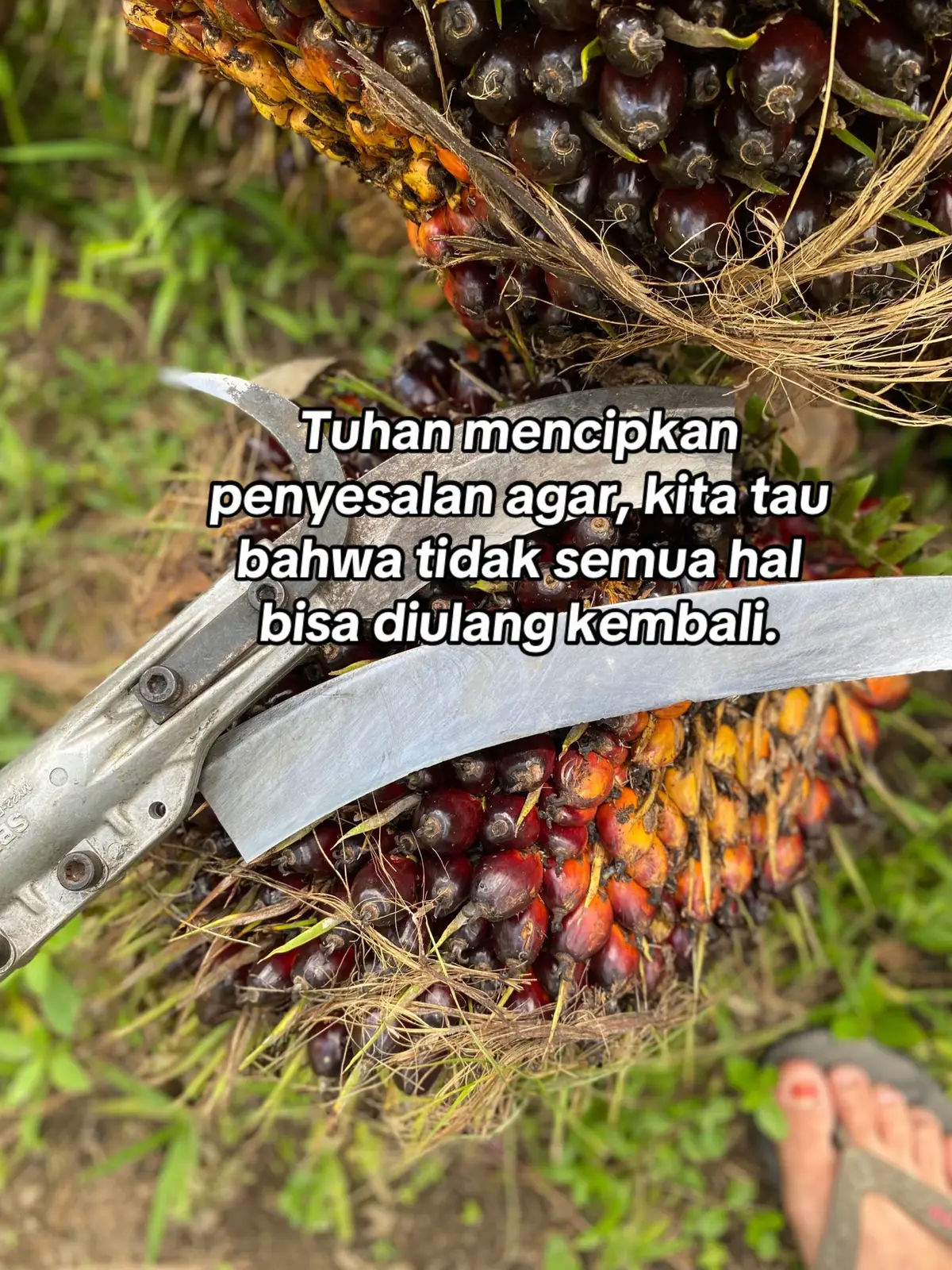 #kulisawit #pemanensawit #katakata #anakpetanisawit #sawitbalap 