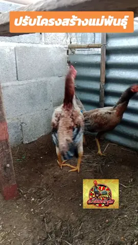 ปรับโครงสร้างแม่พันธุ์ จะใหญ่ลูกลอย 2.7-2.8 #พม่า #ไก่ชน #จันทร์ชุ่ม 