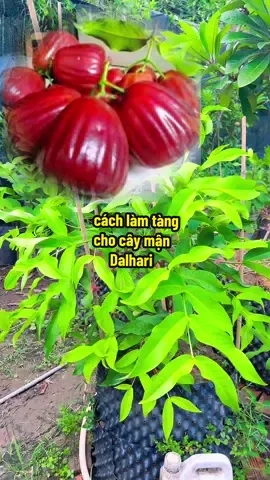 cách tạo tàng cho cây mận dalhari đẹp sẽ ntn#dangnhaque 