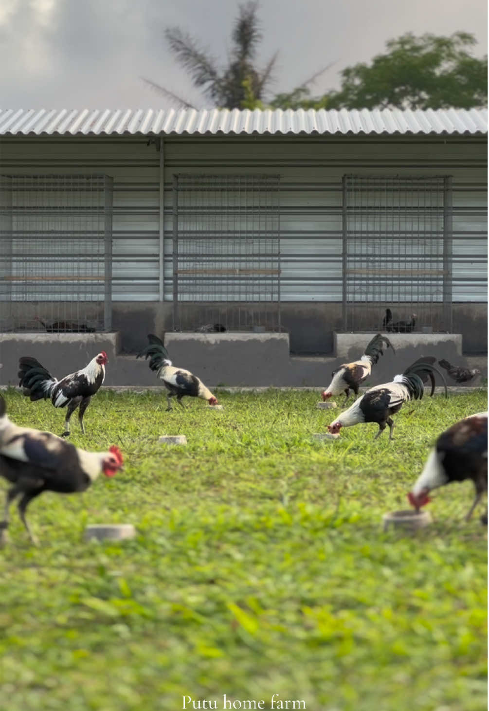 #ayamimport #putuhomefarm #peternakmuda 