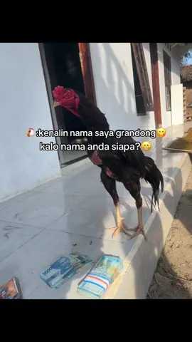 perkenalkan nama ayam kalian😄#fypage #foryoupage #fypシ゚viral🖤tiktok 