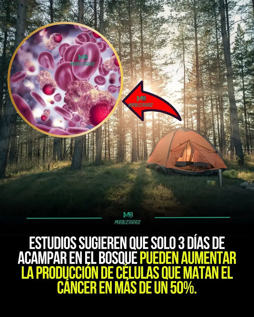 LA CURA SIEMPRE ESTUVO AHÍ!!🗣️ Un descubrimiento sorprendente nos recuerda lo poderosa que puede ser la conexión con el mundo natural. Investigadores japoneses demostraron que pasar solo 3 días acampando en un bosque puede aumentar en más de un 50% la producción de células Natural Killer (NK), nuestras defensas encargadas de destruir células tumorales y virus. El secreto está en los fitoncidas, compuestos volátiles que liberan los árboles como defensa natural. Al inhalarlos, nuestro organismo responde con un impulso inmunológico tangible: más células NK, mayor actividad anticancerígena y un sistema inmune reforzado. Este fenómeno, conocido como forest bathing o “baño de bosque”, se ha convertido en una práctica terapéutica en Japón, respaldada por investigaciones publicadas en el Journal of Immunotherapy. Lo más impactante es que este beneficio puede durar semanas después de la experiencia. #viral  #cura  #Naturaleza #Inmunidad #Ciencia 