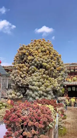 Water my big succulents 🪴  #succulents #suculentas #plants #gardening