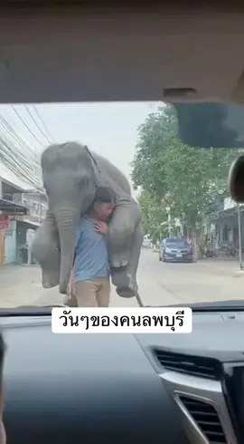 เหนื่อยก็ต้องช่วย #ช้าง #ลพบุรี #ช้างลพบุรี  #เดินทาง #ขั#ขับรถ
