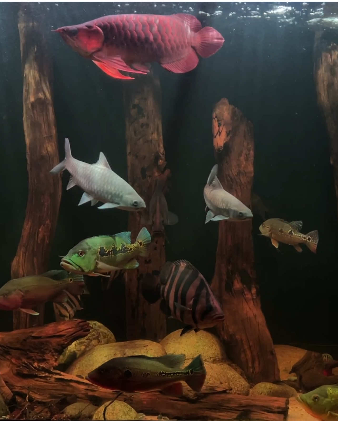 MƯA HOÀI - NGÀY NÀO CŨNG MƯA - TỐI CHỈ BIẾT NGỒI NGẮM CÁ 😬😬 #hocacongnghemoi #hocacanh #cacanh #becacanh #fishtank 