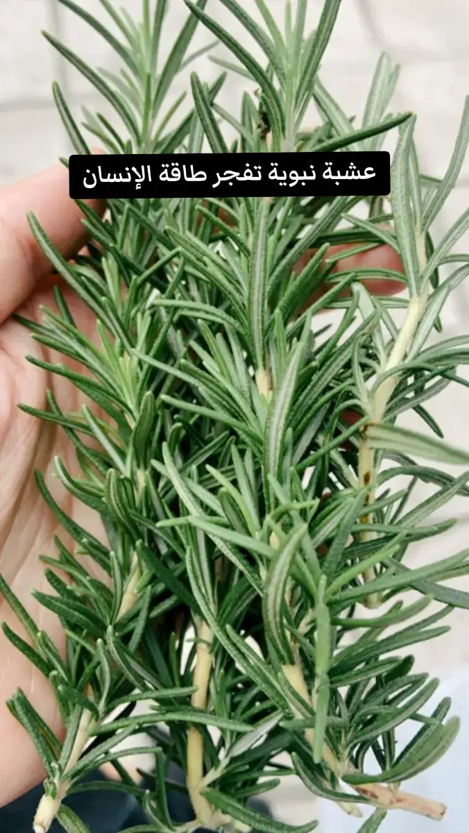 Herbe puissante qui explose Énergie humaine #صحة_تغذية  #طبيب_تيك_توك #طاقة_حيوية #علاج_بالاعشاب #اعشاب_طبيعيه #فوائد