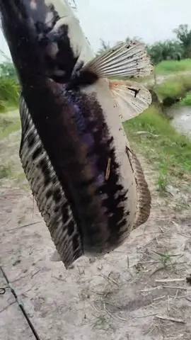 mentahan dapat ikan Toman #mentahan #mentahanvideo #ikan #bismmilahfyp #fyp #castingfishing🎣 #masukberandafyp #pemancing 