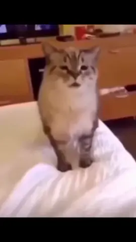 bommmmmmm #cat #boom #meme #fyp #vuinhon 