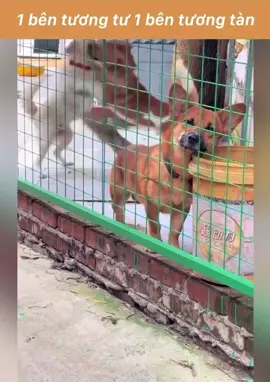 Cái chùa cạnh cái chợ😂 #chó #pet #hàihước#hafhuongtiktok #fyb ha