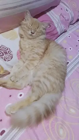 جوو  #tiktok  #capcut  #parati #trending #viral 