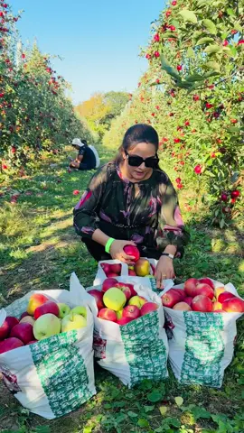 स्याउ को business सुरु गरेकि छु है साथिहरु❤️🤭🙏🤣🍏🍎#सबै जना आउनु है❤️🤭🤭#applepicking🍎🍏🍏 #nepalitiktok #goodmor_ing🌄❤️🌞 #fellingramilo😜🤗 with my dear❤️❤️🫢😊❤️