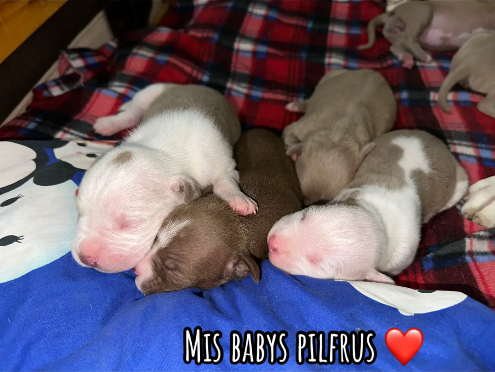 Son 7 pilfrus babys❤️ #pilfrut #pitbull #mamaperruna #cachorros #fyp 