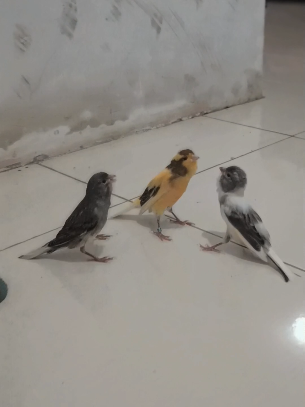 tarung bebas iki, seng kalah positip mati... #kenari #kenarigacor #kenarimaniaindonesia #canary #canarysinging 