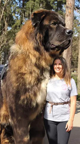 Best Friends Forever🥹💕🐶 #fyp #doglover #giantdog #dogtok #ai 