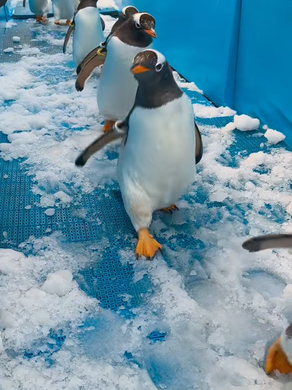 Tụi nhỏ ngày nào cũng đi làm như chúng ta thôi 😂#khoanhkhacdangyeu #petcute #chimcanhcut 