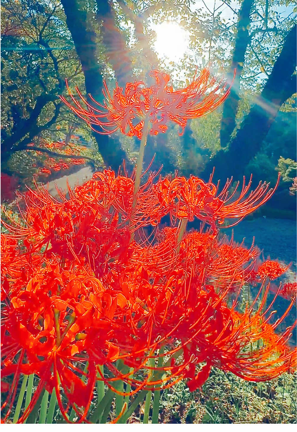秋の訪れを知られる彼岸花🌺赤く咲き誇る曼珠沙華の風景📷 #彼岸花 #曼珠沙華 #綺麗な景色 #秋 #宮城県 