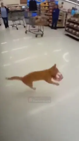 Cat ESCAPES supermarket security!? 🫨🐈 #sora2 #sora #ai #aianimals #flashvam 