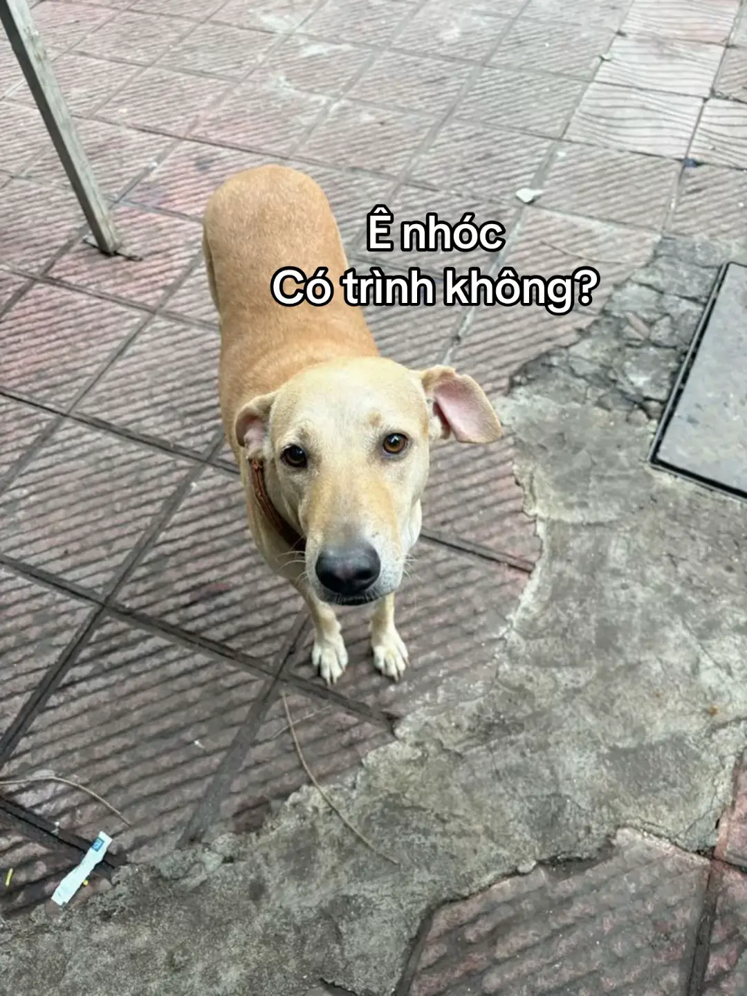 phờ lớp nữa 🤩 #xuhuong #dog #xh #fpyシ #fypviralシ 