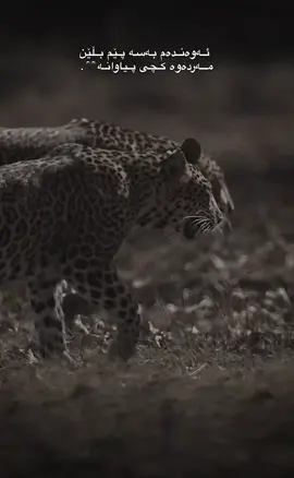 کچی پیاوانم🖤.#everyone#actives?#jaguar🐆#tiktok#foryou