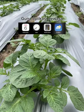 Bismillah rilis new varietas from SH FARM semoga bisa menjadi apa yang di harapkan🤲🏻🌱🥔#petanimilenial #petaniindonesia🇮🇩🇮🇩🇮🇩🌿🌿 #stekkentang #benihkentang #fypppppppppppppppppppppp @່່່່ @𝙃𝙎 𝙅𝙐𝙉𝘼 ORIGINAL 