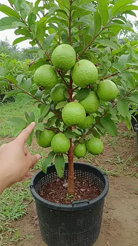 Easy creative ideas to grafting guava tree #grafting #growing #tree #fruit #viral 