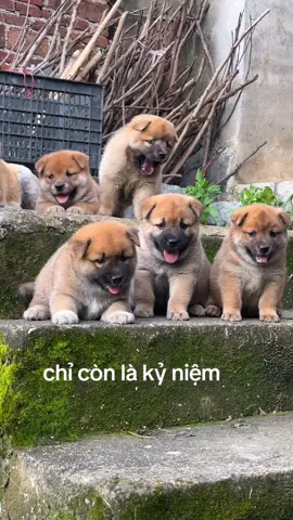 các bé về nhà mới nay chắc là lớn cả rồi #cundangyeu #cunyeu #cun @Cún kute @Cún kute @Cún kute 