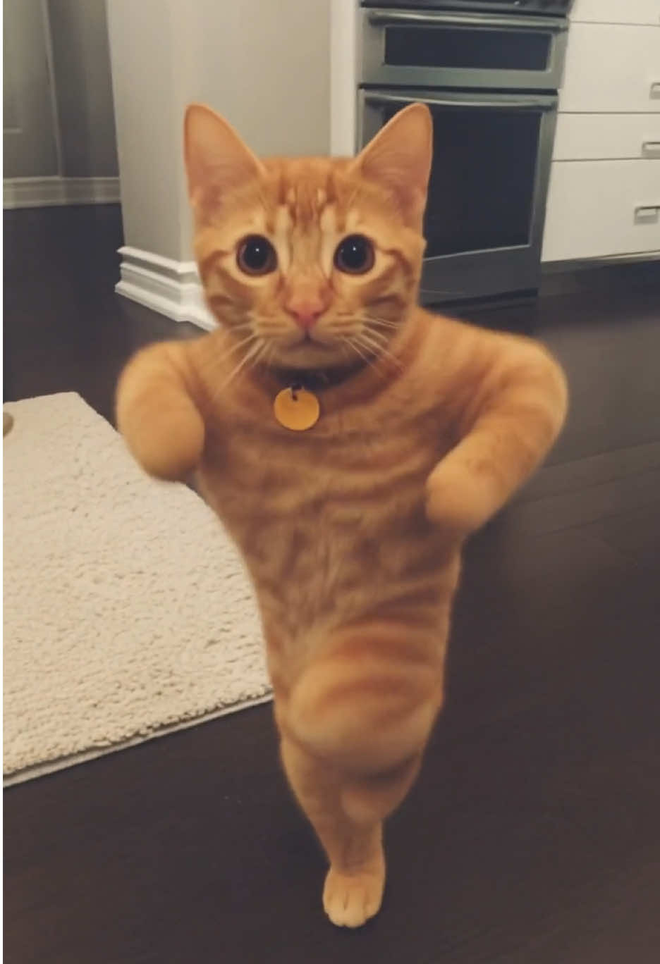 #viraldance #cat 