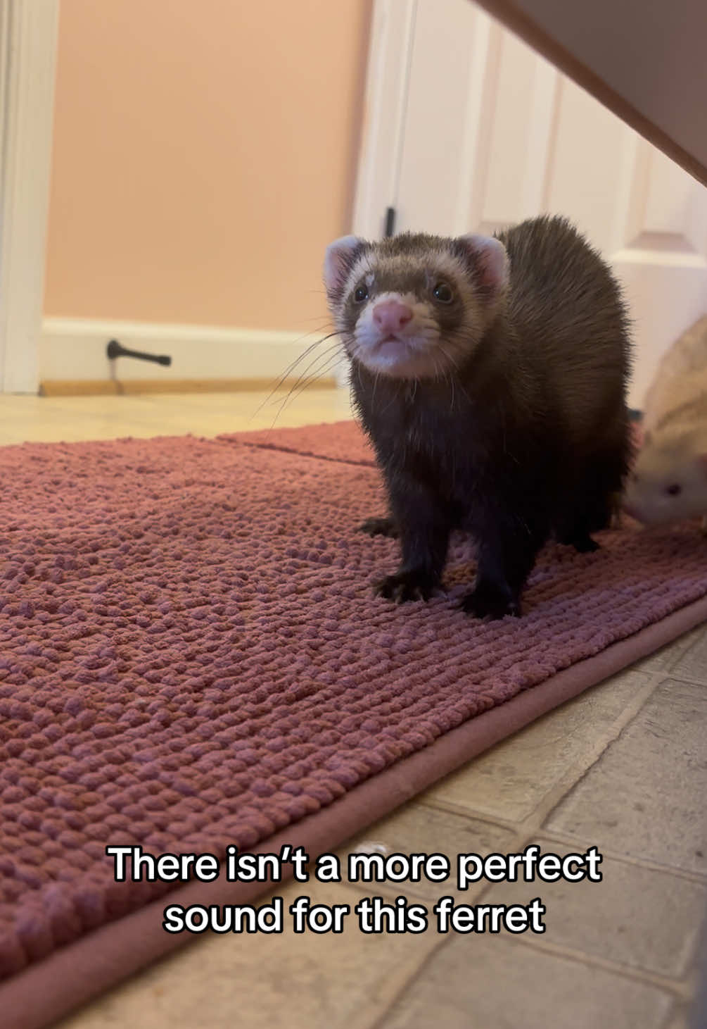 Everyone needs a boy ferret in their life! #ferret #ferretsoftiktok #ferretlife #ferretlove #ferrets 