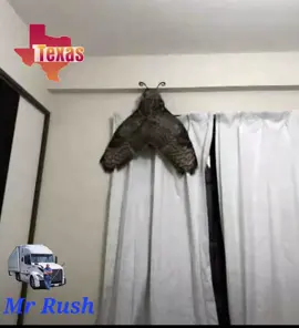Everything is bigger in Texas #everythingisbiggerintexas #itssobig #truckersontiktok #hugemoth #foryouandmepage 