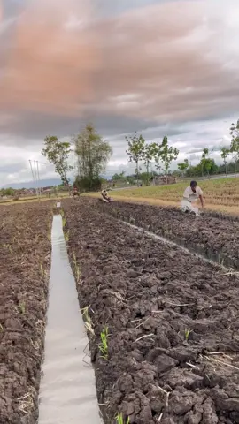 on proses🧅 #petanimuda #petaniindonesia🇮🇩🇮🇩🇮🇩🌿🌿 #petanibawangmerah #bawangmerah #petanimilenial 
