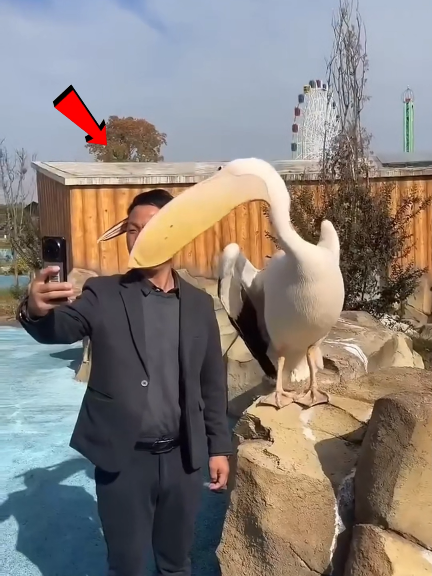 Why pelican always try to eat everything 😱? #nature #wild #facts #DidYouKnow #mindblowingfacts 